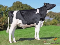 ISITOLO - Prim'Holstein